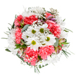 This bouquet, photographed from directly overhead against an immaculate white canvas, is a heartfelt ode to the cheerful vibrance of Old Ford's community. At its core, playful white daisies with luminous green centers shine like morning sunbeams on Grove Road, offering a sense of innocence amidst life's bustle. Encircling them, plush coral-pink carnations unfurl their ruffled petals with a warmth and energy evocative of local spring festivals. Wispy clouds of baby's breath (Gypsophila) are woven throughout, lending a light, airy texture akin to blossoms drifting across Regents Canal on a gentle breeze. Slender buds of alstroemeria, painted with streaks of purple and deep pink, promise new blooms and offer elegant touches only an attentive florist would choose. Silvery eucalyptus and feathery green sprigs frame the bouquet, providing a cool counterpoint and structural harmony. The composition feels intentionally joyful, its perfect symmetry a reflection of thoughtful local artistry by Florist Old Ford. Suitable for marking milestones-birthdays, Mother's Day, or spontaneous gestures of kindness-this arrangement radiates optimism and calm. Its pristine presentation makes it ideal for clients seeking fresh, expressive floral gifts, expertly arranged and available for prompt delivery across Old Ford, Bow, and surrounding areas.
