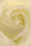 This image brings you into the tender heart of a cream-white rose, every petal swirling softly inward as though you're wrapped within its calming folds. The intimate focus reveals velvety textures-almost feather-light-while gentle morning light adds subtle shadows between ivory curves, echoing the sense of peace found in the early hours around Old Ford's canals. The delicate petals gleam with a serene luminosity, their nearly translucent edges reminiscent of dew on spring mornings at Victoria Park. Each element of the bloom speaks to skillful local floristry, where compassion and artistry intertwine, crafting a flower ideal for moments of sympathy, admiration, or the promise of new beginnings. The atmosphere is imbued with tranquility-the same quiet that settles over Old Ford as the sun rises over Roman Road-inviting you to pause and feel the emotion carried by this single flower. Its understated fragrance, barely there but comforting, weaves through memories of warm, personal gatherings and heartfelt gestures exchanged within the community. The craftsmanship is unmistakable; every petal positioned with care by neighbourhood florists, making this rose not only a visual delight but a symbol of graceful support and lasting affection for Old Ford families and friends.